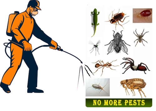 Pest Control Service