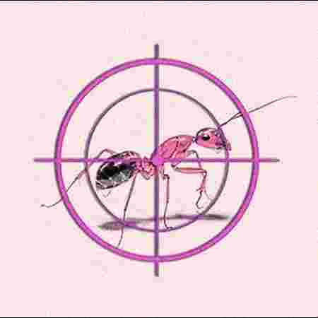 Ants Treatment Ants Treatment
