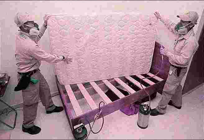 Bedbug Control