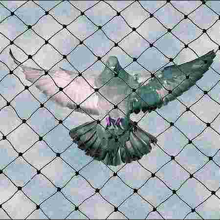 Bird Control