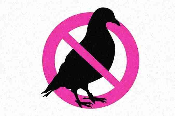 vidit pest control delhi vidit pest control delhi