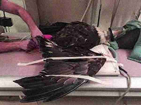 Bird Treatment