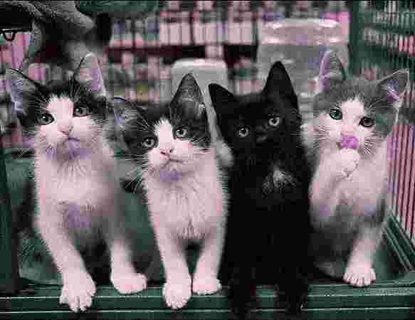 Cats