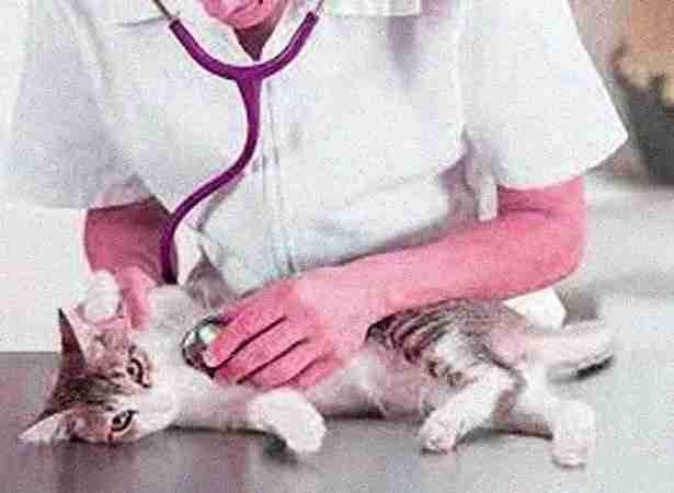 Doctor for Cat