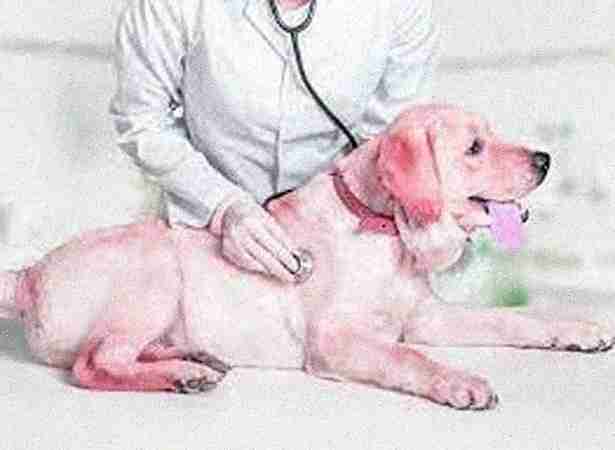 Doctor for Dog