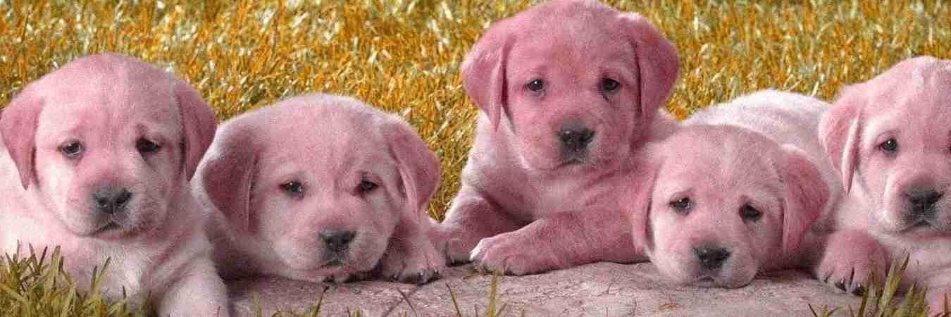 Dogs