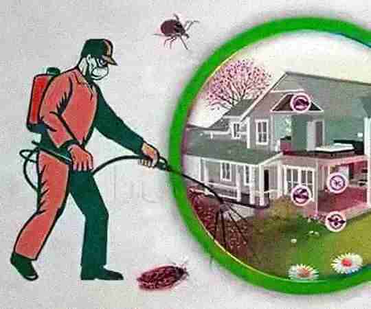 vidit pest control delhi