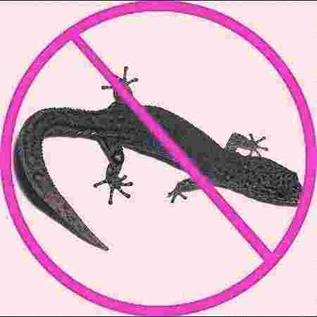 Lizard Treatment