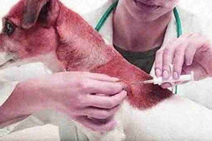 Microchipping