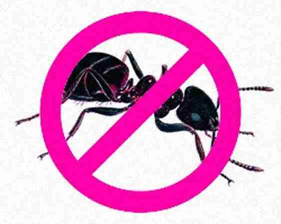 vidit pest control delhi