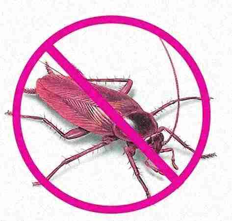 vidit pest control delhi vidit pest control delhi