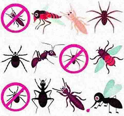 vidit pest control delhi