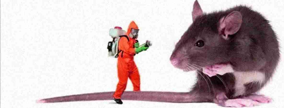 vidit pest control delhi
