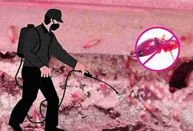 vidit pest control delhi