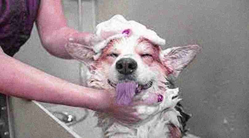 Pet Grooming