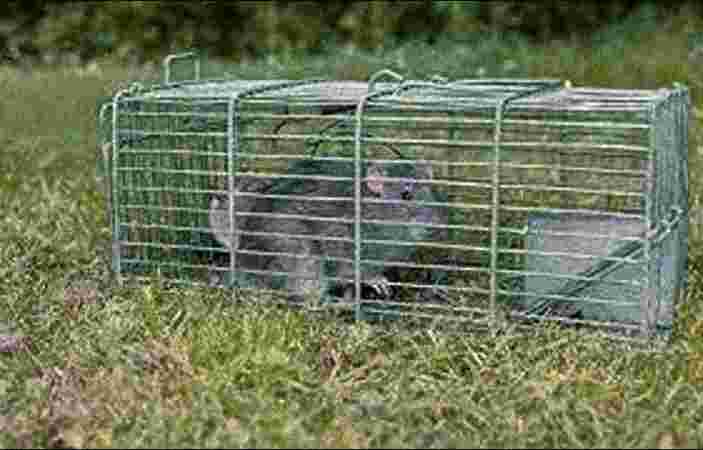 Rats Treatment