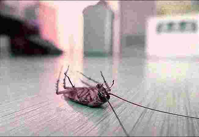 Residential Pest Control Residential Pest Control