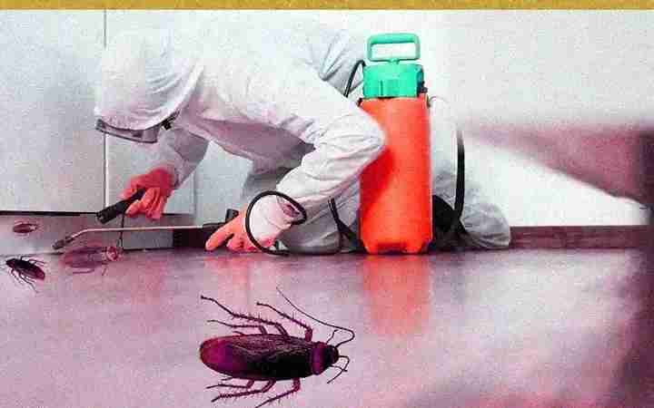 vidit pest control delhi vidit pest control delhi