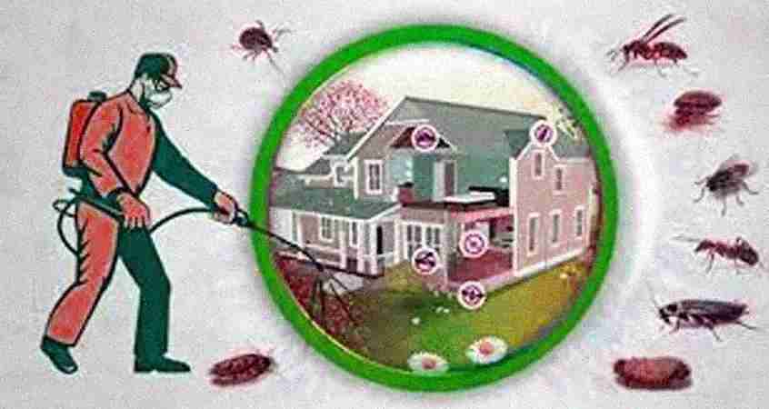 vidit pest control delhi