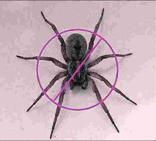 Spiders Treatment