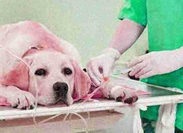 Surgery