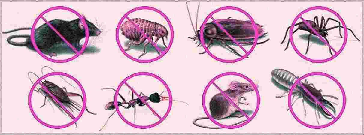 Termite Control