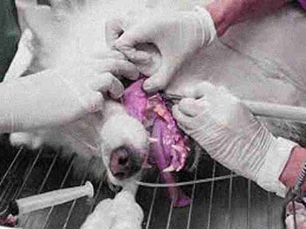 Veterinary Dentists