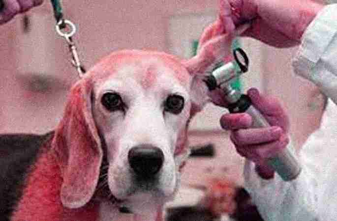 Veterinary Dermatologists