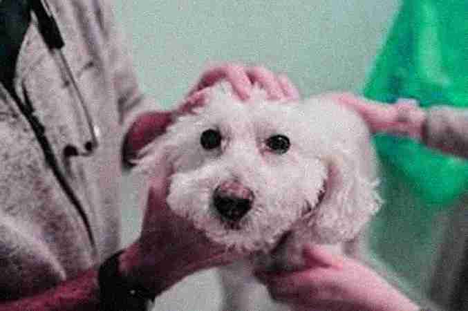 Veterinary Oncologists