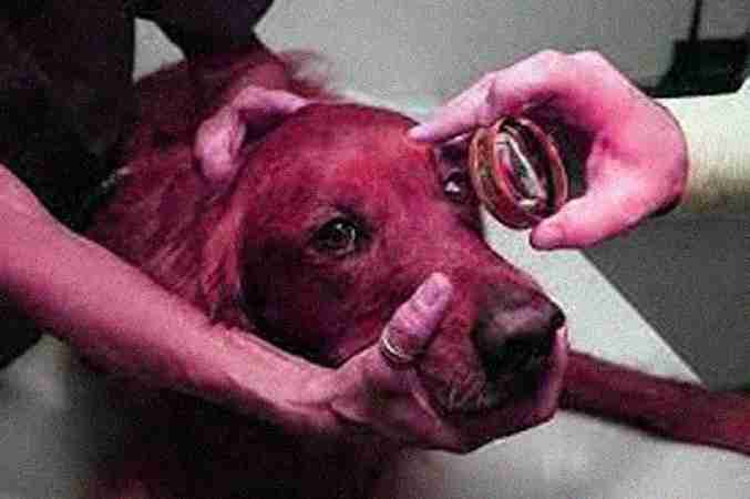 Veterinary Ophthalmologists