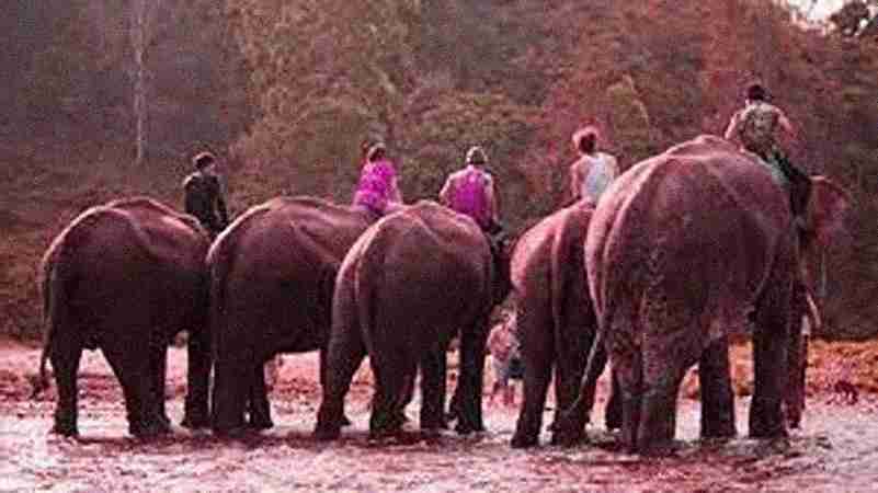 Wildlife Safaris Wildlife Safaris