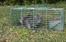 Rats Treatment in Delhi