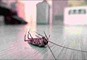 Residential Pest Control in Delhi
