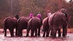Wildlife Safaris in Delhi